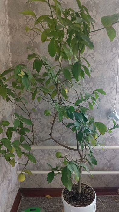 Лимон комнатный плодоносящий