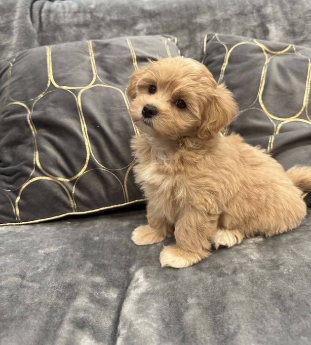 CUDOWNY Szczeniak Maltipoo  ! Rodowód + Chip!