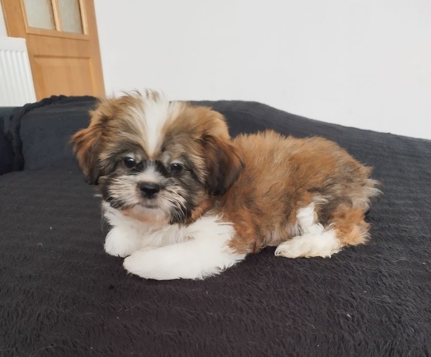 Piesek rasy Shih TZU