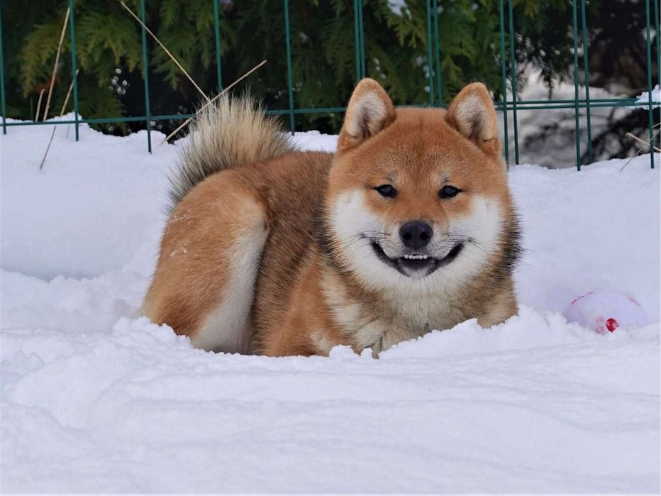 NATSUMI suka sunia shiba inu FCI ZKwP Gotowa do odbioru