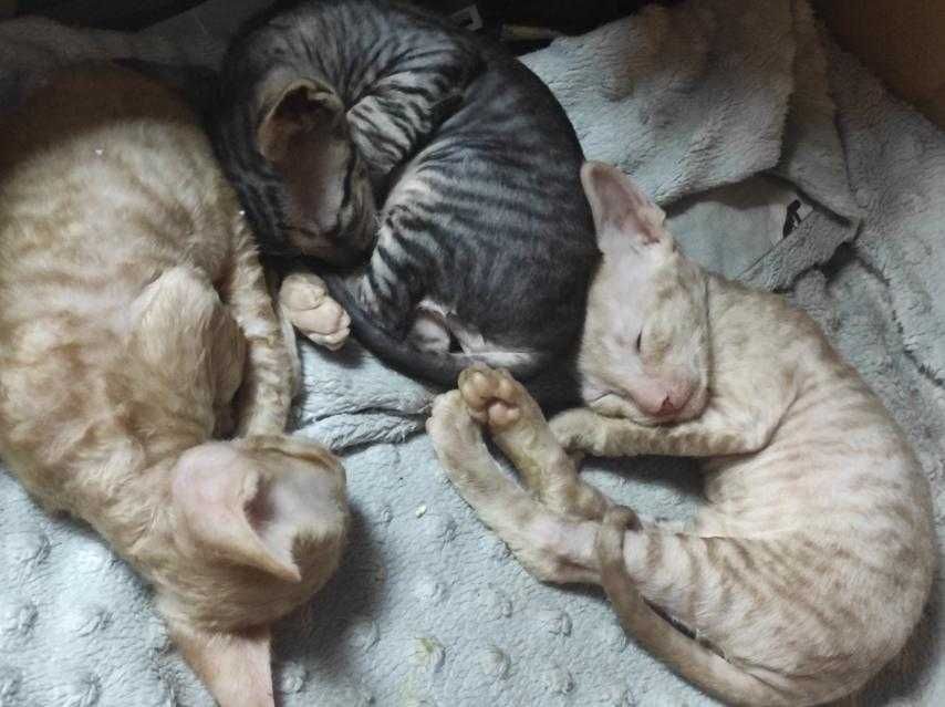 Котёнок корниш рекс