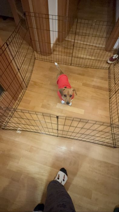 Outech Jaula Dobrável Preta para cães