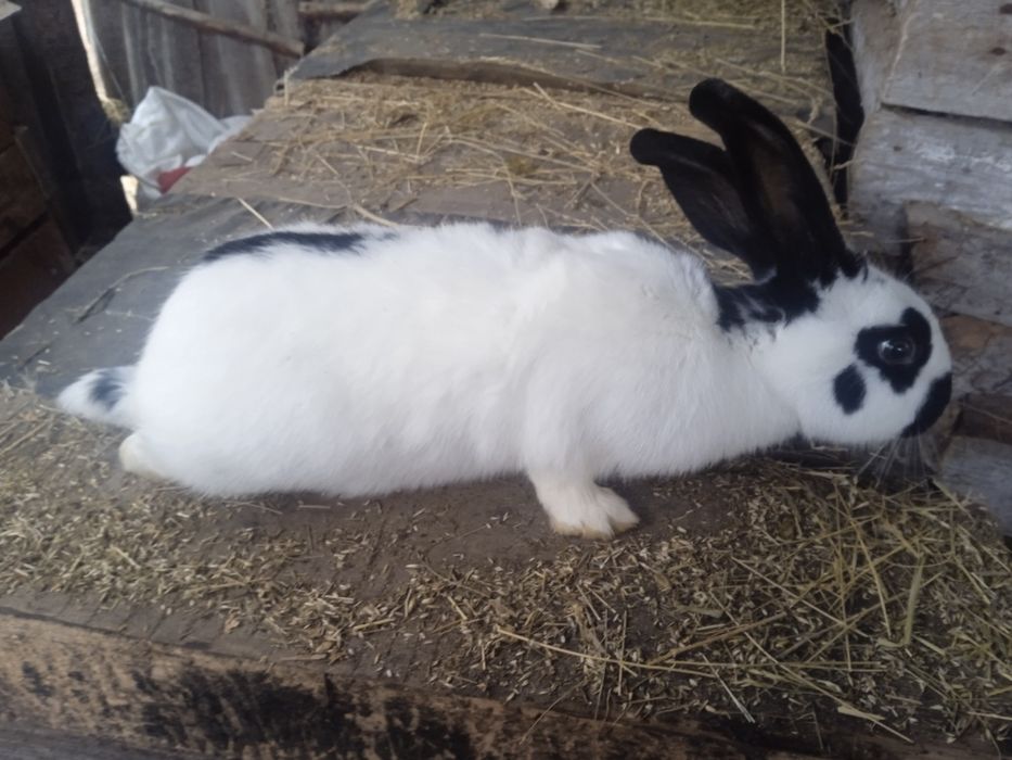 Житомирська область