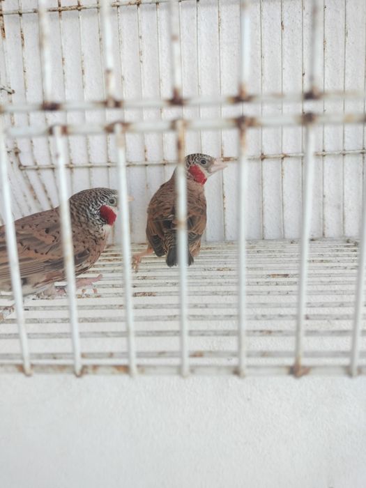 Exóticos disponíveis