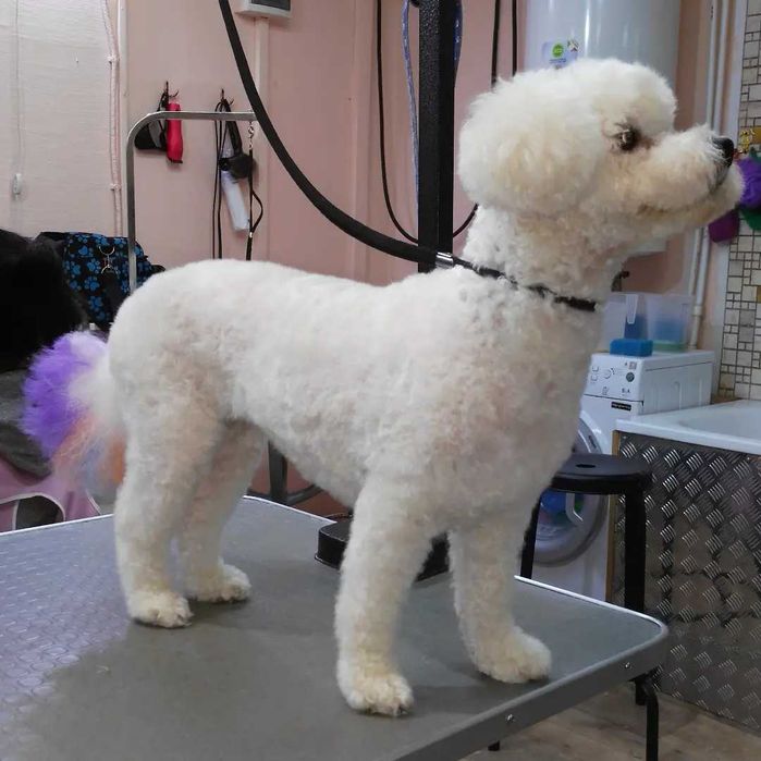 Алексеевка Стрижка котов и собак, Недорого!возможен выезд к Вам на дом