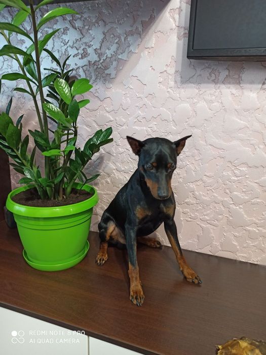 Цвергпинчер ЖОРИК ищет подружку для продолжения рода.