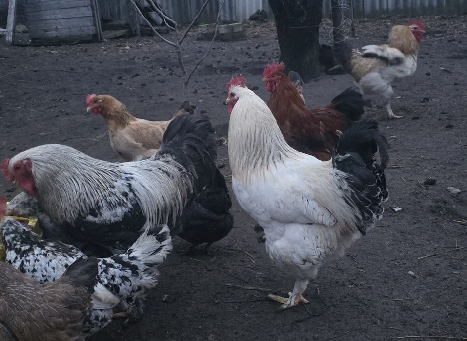 Продаю гарних півнів