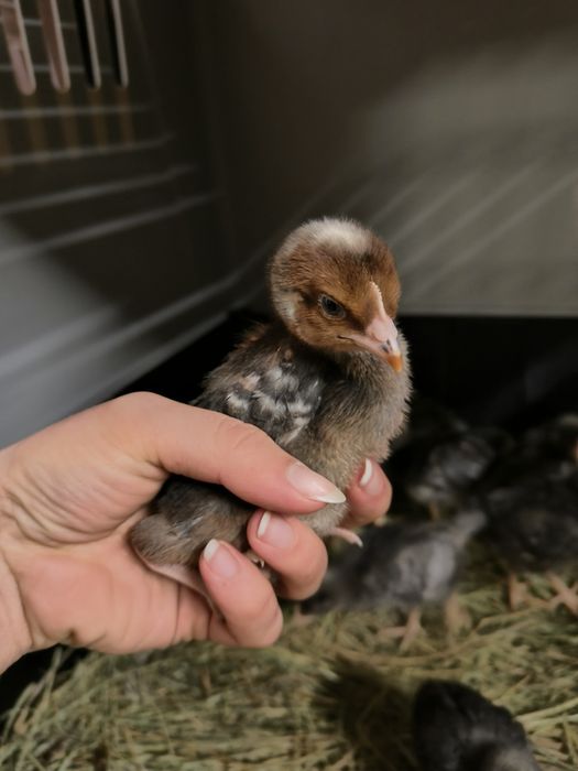 Kurczęta 2 tygodnie - Rosa