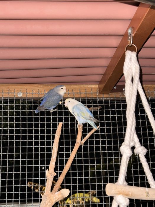 Vários Rosicollis agapornis com cerca de 2 meses