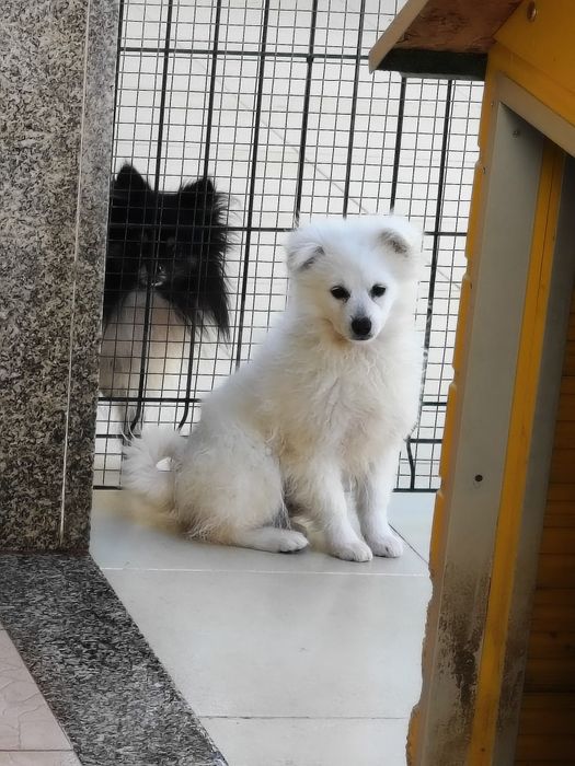 Spitz alemão menino