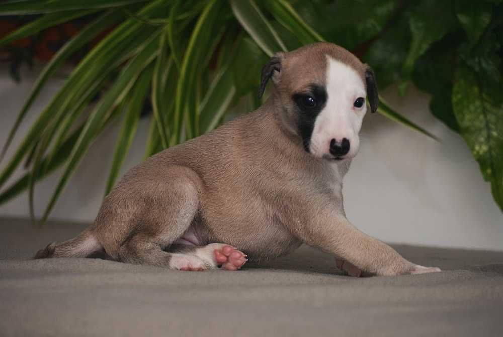 whippet płowa suczka, rodowód FCI
