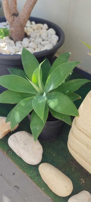 Agave dragão – Agave attenuata