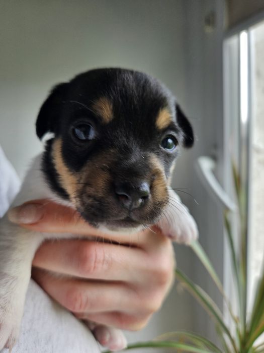Sunia Jack russell