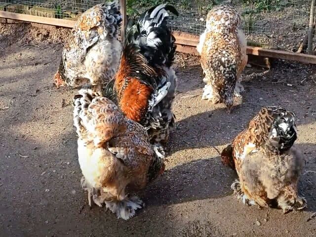 Інкубаційне яйце брама порцелянова, ізабелла