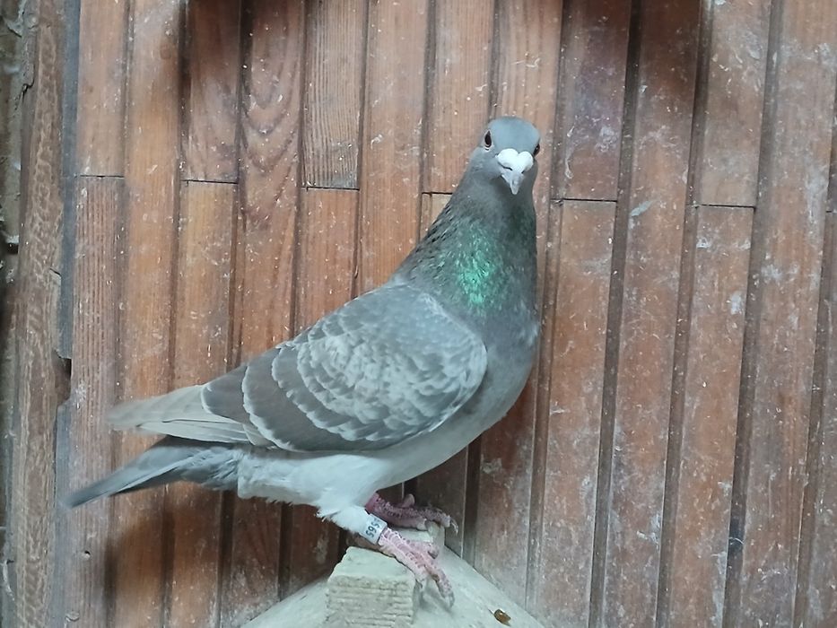 Gołębie pocztowe  stipper brown almond