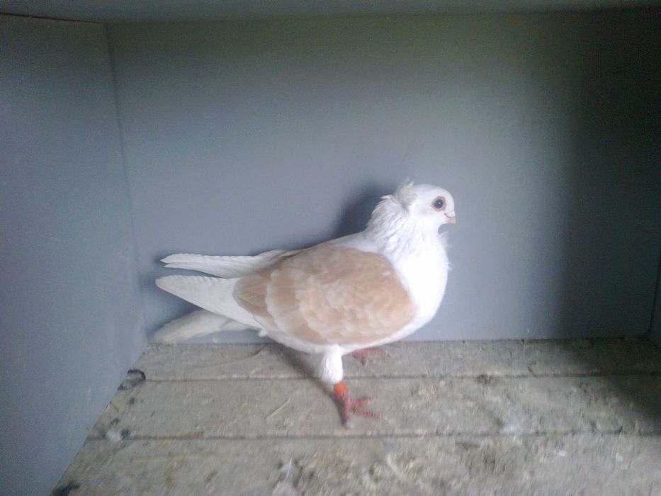 mewki polskie-samiczka