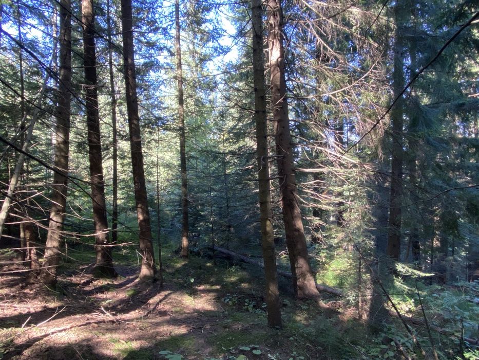 Ділянка в лісі, під будівництво. Вся в деревах