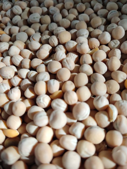 Groch ASTRONAUTE CZYSZCZONY zbiór 2025r bez robaka idealny