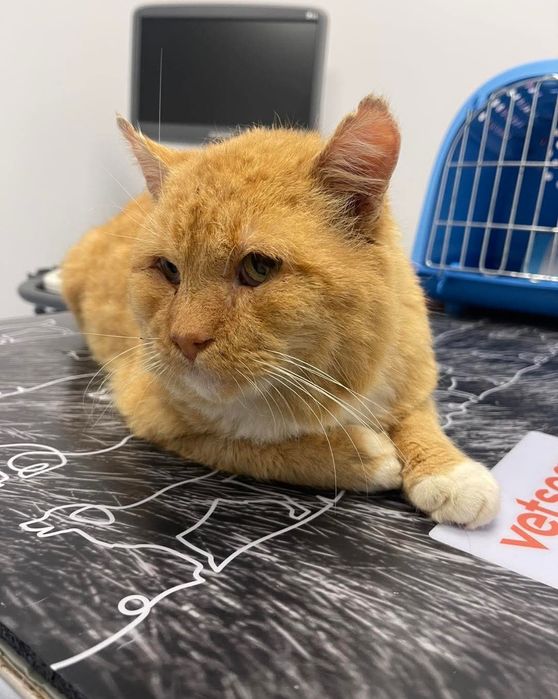 Rudy miziak szuka odpowiedzialnego domku!!