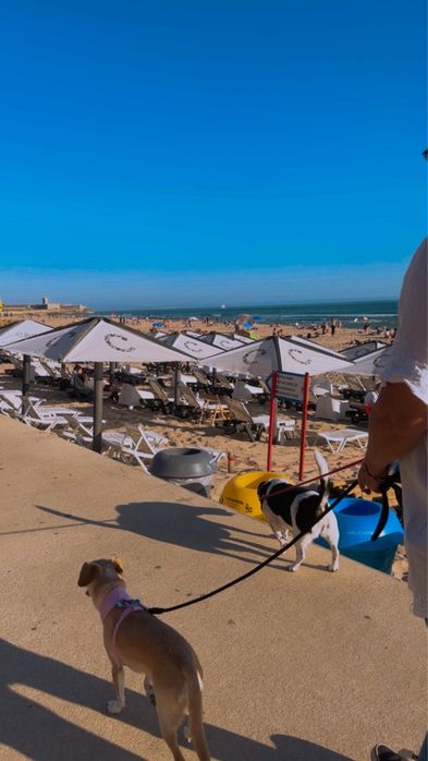 Pet sitting acessível cascais: estadias, visitas, passeios e pet táxi.