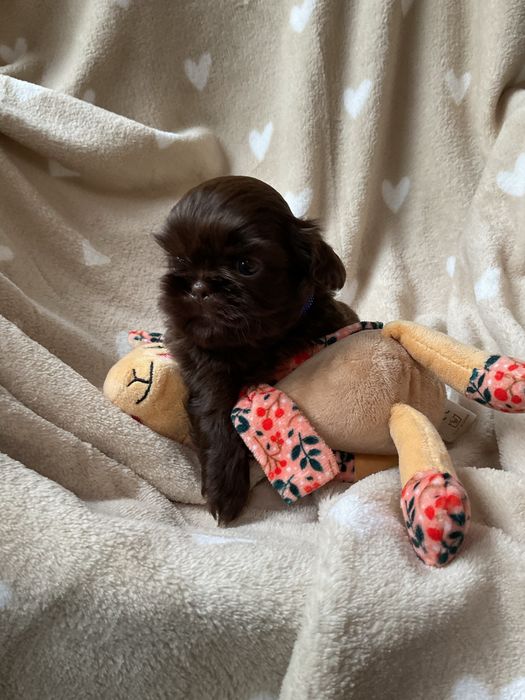 Shih tzu CzekoladowyPiesek