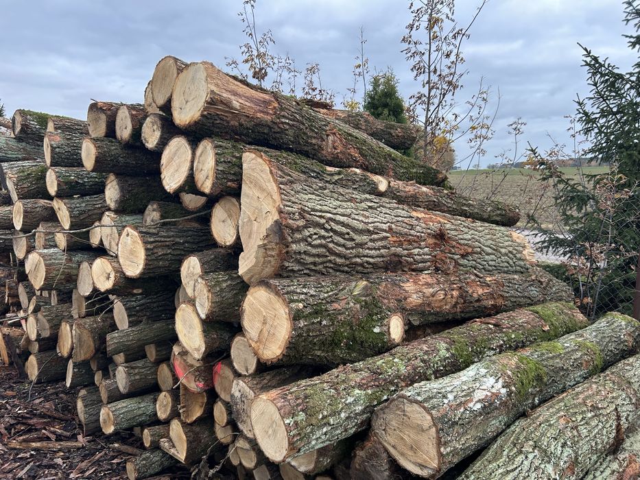 Dąb drewno opałowe S2A