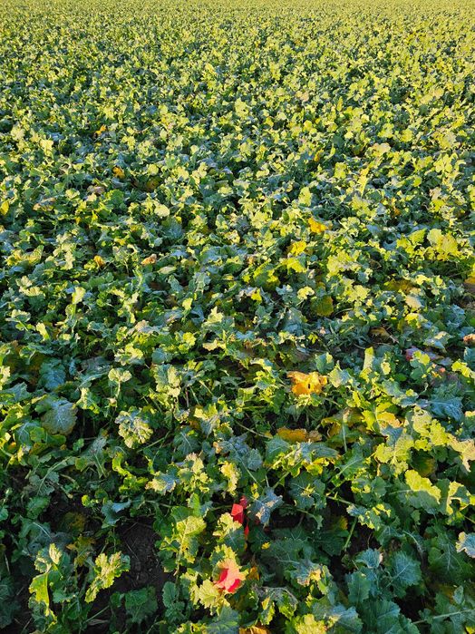 Dzierżawa Gruntów Rolnych