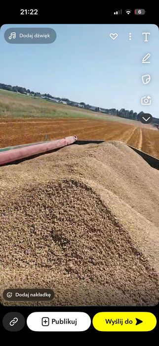 Owies Kozak, Harnaś zbiór 2025 w Big Bagach