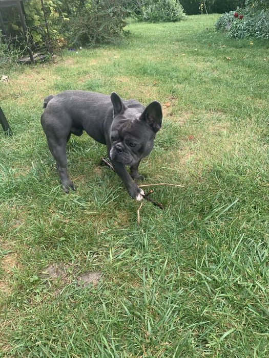 Французький бульдог