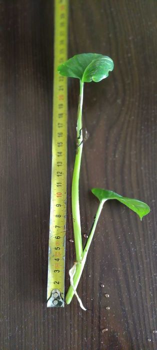 Epipremnum — ukorzeniona sadzonka z wody, ok. 24 cm