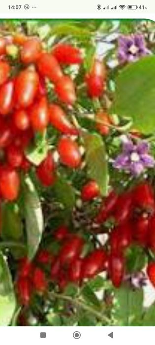 Садовые цветы хризантемы мультифлора, безвременник, лаванда, годжи и д