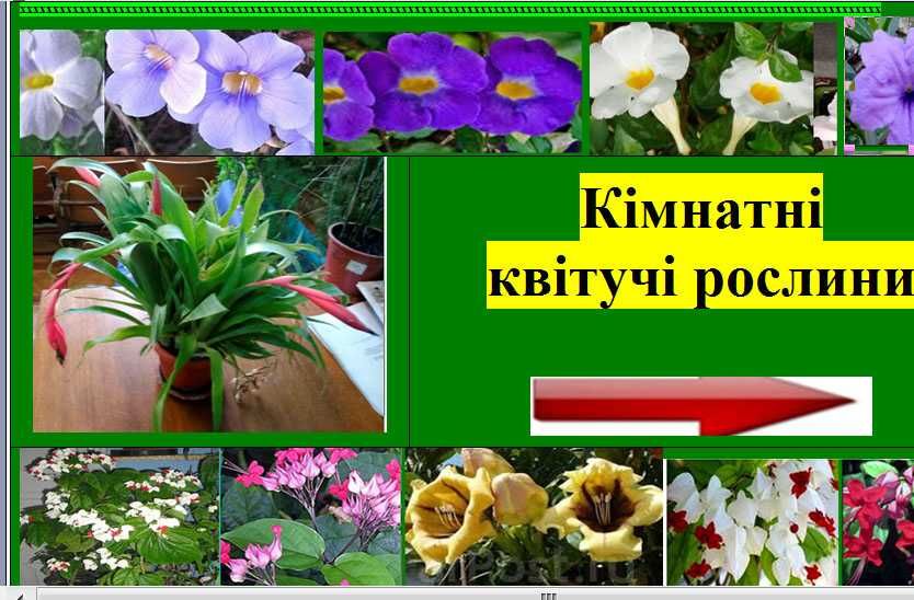 ЯкобініяТунбергія кущова Клеродендрум  Кімнатні рослини квіти  Ціна 95
