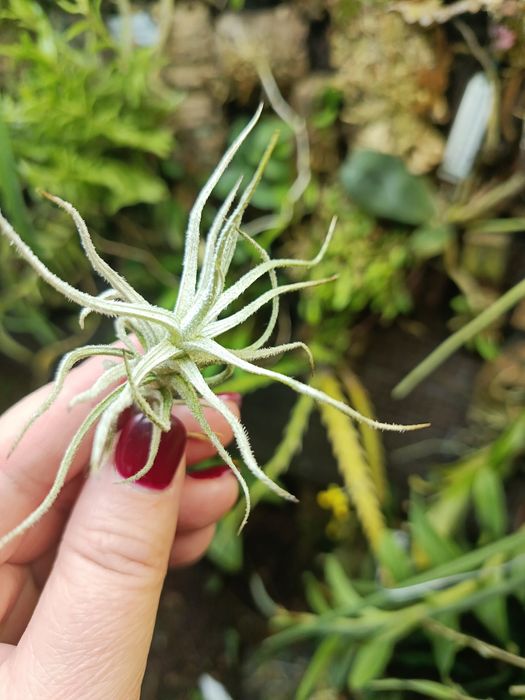 Атмосферна тілландсія