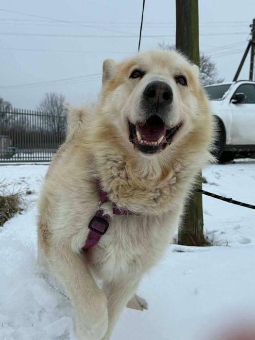 Sigma, starszy psiak siedzi w boksie  za niewinność