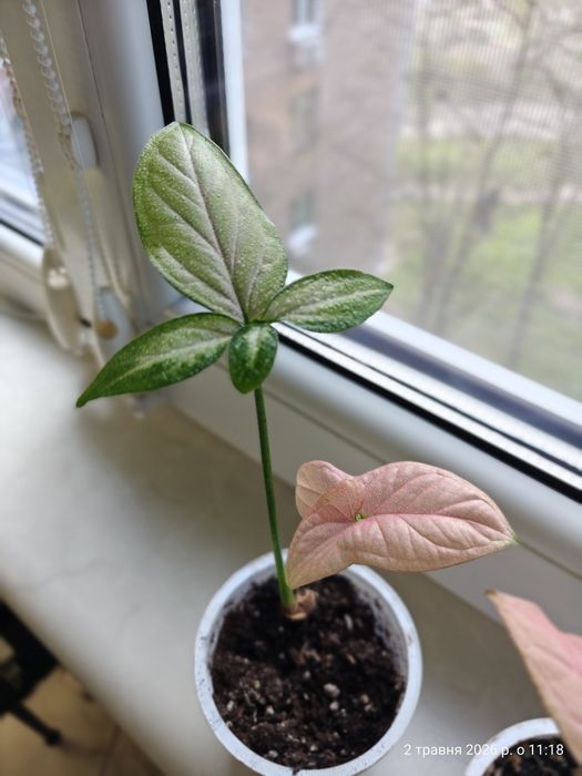 Syngonium Regina Red