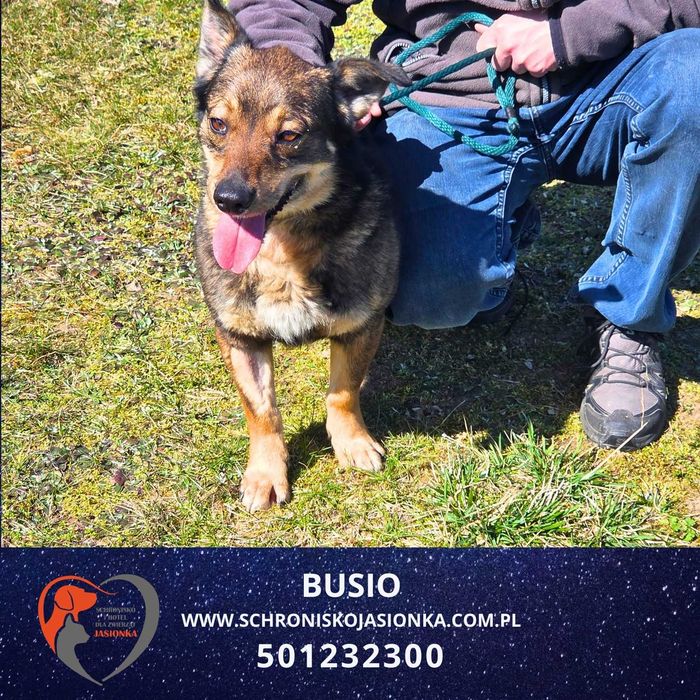 Busio -Do adopcji