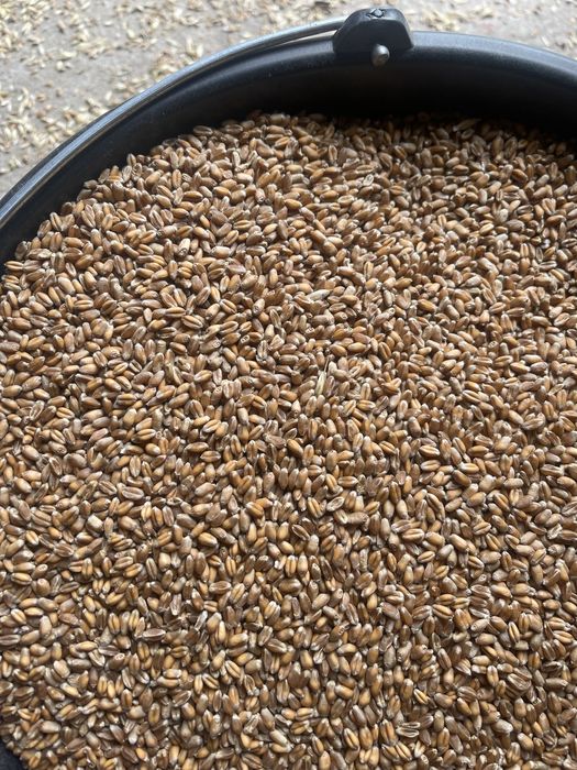 Pszenica ozima z dowozem transport