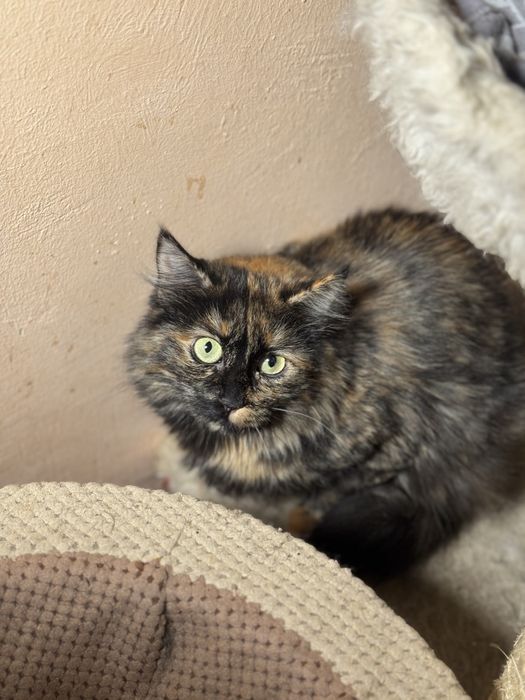 Кошечки черепашки в дар