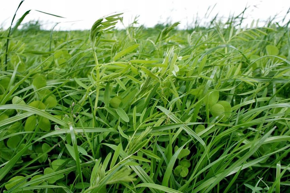 Mieszanka gorzowska sianokiszonka kiszonka baloty bele