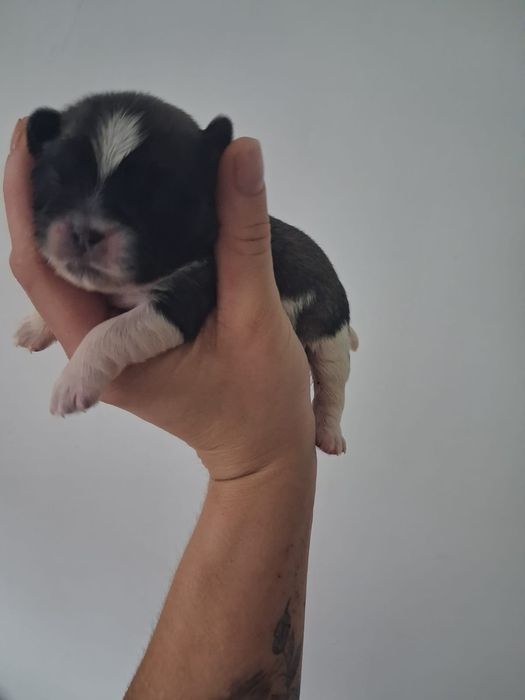 Szczeniaczki po Mopsie i shih Tzu