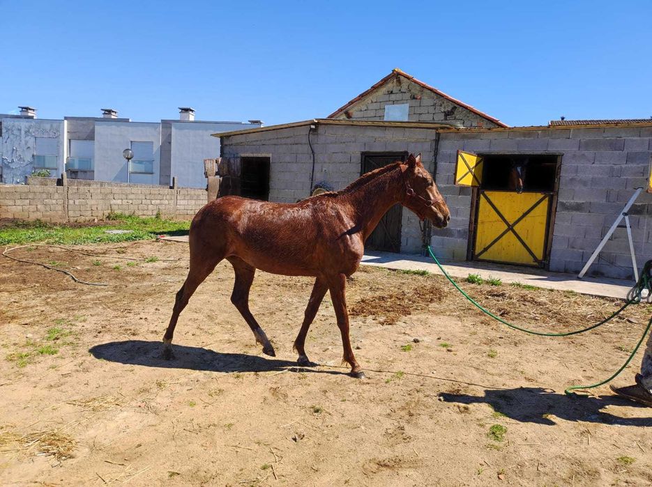 Poldra lasa 26 meses