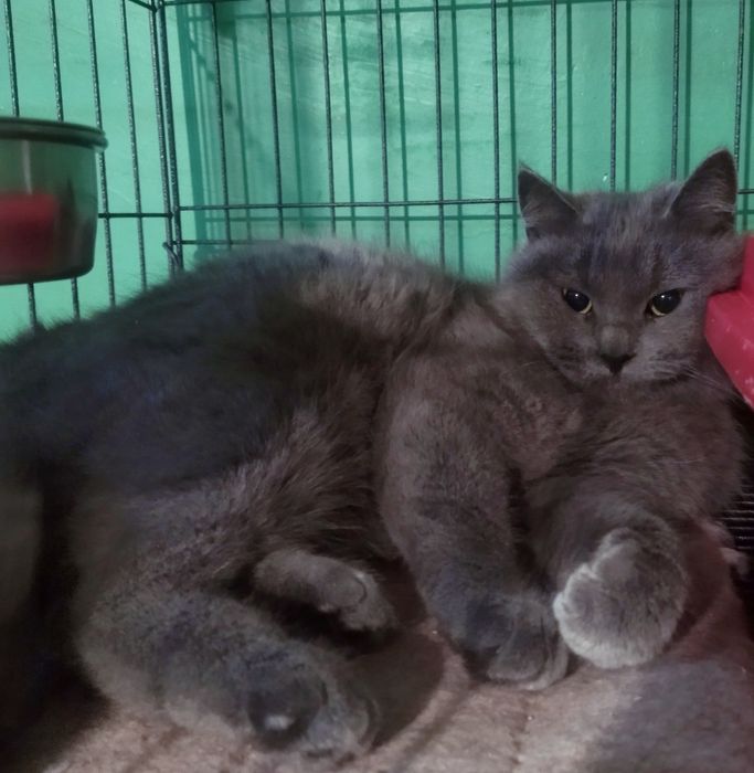 Красуня шукає свою сім'ю.