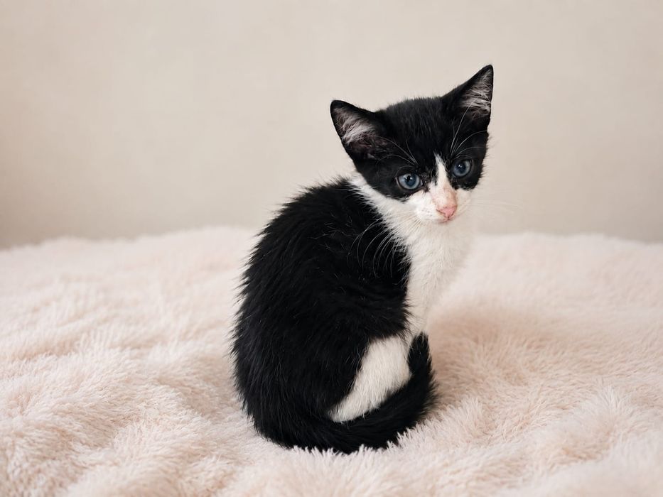 Gatinhos bebés para adoção