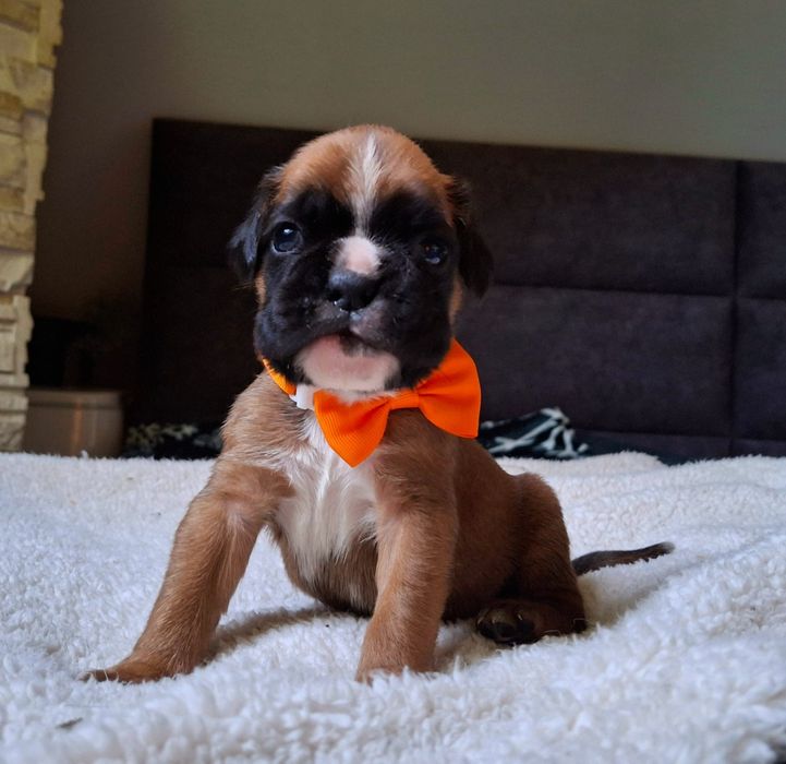 Piękny boksio / ojciec FCI