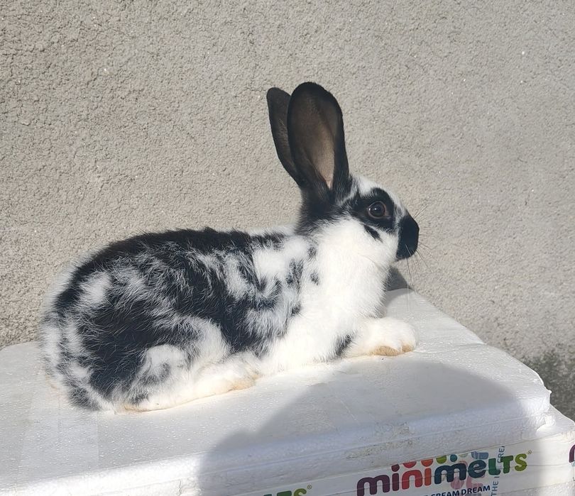 Srokacz i Belg młodziaki