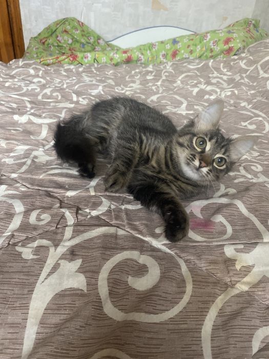 Самая классная мейн - кун