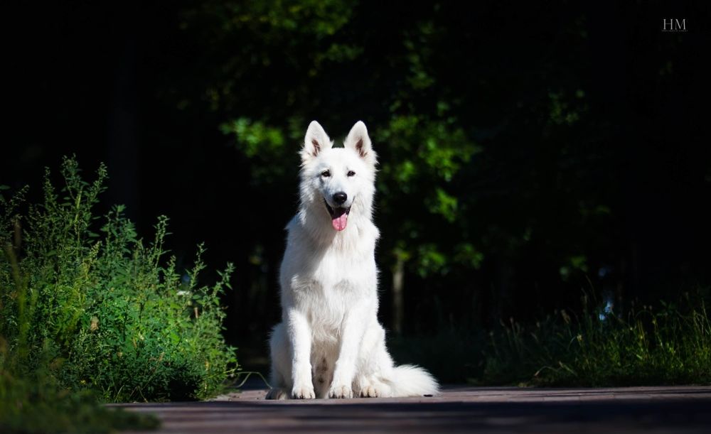 БШО кобель для вязки, Белая швейцарская овчарка
