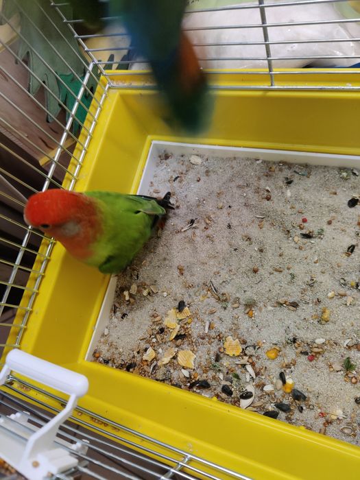 Papugi nierozłączki czerwonoczelna