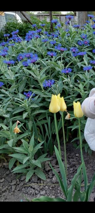 Продам квіти волошки