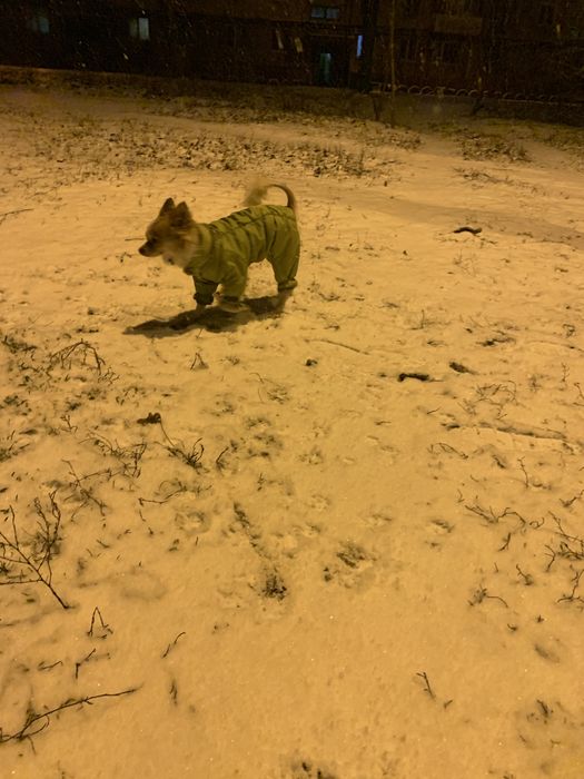 Случка кабель чихуа-хуа